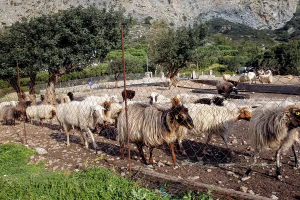 Ποιοι μοιράστηκαν τις επιδοτήσεις του ΟΠΕΚΕΠΕ - Τα ονόματα και τα ποσά